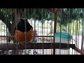 Murai Batu suara merdu