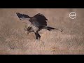 أخطر الطيور الأفريقية قاهر الأفاعي طائر السكرتير العجيب