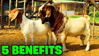 What are the benefits of the Boer breed? | BOER GOATS