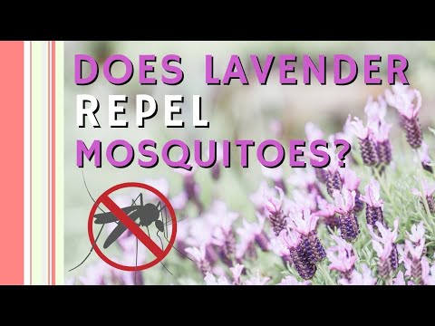 Video: Weert lavendel muggen af?