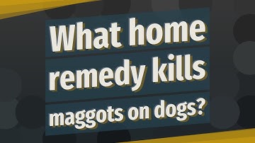 What home remedy kills maggots on dogs?