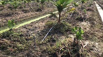 Thiết kế hệ thống béc phun tưới dừa