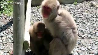 Child monkey of a spoof