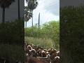 கிராமத்து மண் வாசனை | Sivagnanapuram #travel #dj2cozy #shorts #village #vilathikulam #naturelovers