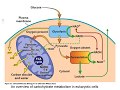 #mitochondria-1 #CSIR NET LIFE SCIENCES/IITJAM/GATE LIFE SCIENCES # cell biology