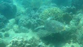 Turtle Angel Dive Vietnam