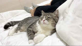 添い寝してる猫の隣でうっかり放屁したらこうなった…w