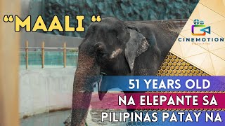 ELEPENTANE SA MANILA ZOO NA SI MAALI OR MAS KILALANG SI MALI PATAY NA by CINEMOTIONDIGITALFILMS 2014 359 views 6 months ago 2 minutes, 30 seconds