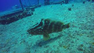 GOPR2094 Grouper