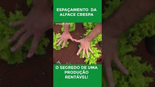 Melhore o espaçamento da sua Alface e tenha mais lucro!