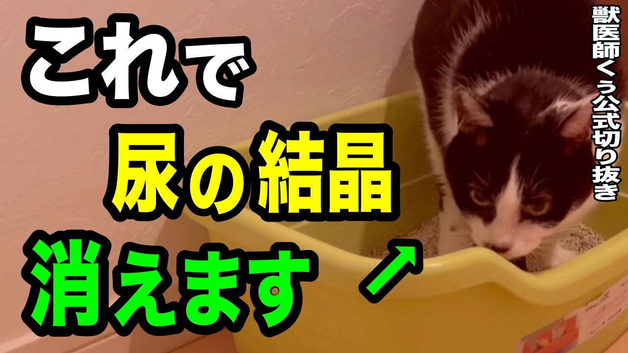 猫の下部尿路の悩みを解決する方法【獣医師くぅ公式切り抜き】