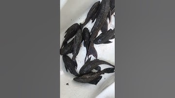 Bắt Được Nhiều Cá Dọn Bể Quá Làm Món Gì Được Ta