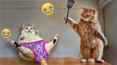 Funniest Cats and Dogs 🐶🐱 | Funny Animal Videos 2025 | Being Pets