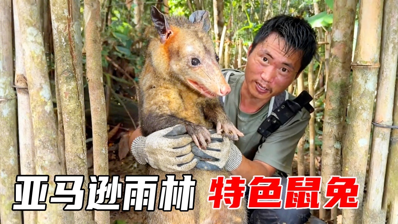 南美洲亚马逊雨林生存探索：设置陷阱抓到亚马逊特色鼠兔，亲眼目睹300斤亚马逊森蚺，真的太吓人了！【户外平头哥】