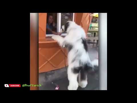 🐶 Aventuras Cómicas: