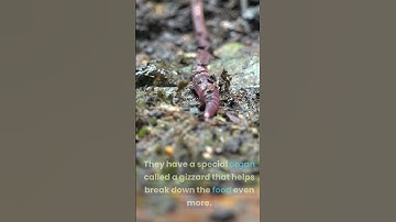 How does an earthworm eat?