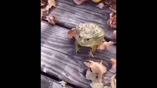 Laughing frog meme #trending #goofyaah #funnymemes #funny #funnyimages #trend #frog #memes #capcut.
