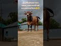 বিদায়ের কান্না! কুরবানির গরুর শেষ বার্তা 🥺💔 #eiduladha
