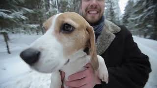 Unleashing the Secrets of the Beagle Dog Breed  Did you know this!?