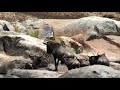 Wildebeest migration, deaths in the rocks!