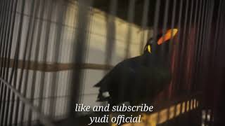 Beo masteran cepet nyambungnya ....