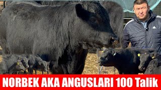 NORBEK AKA ABERDIN ANGUS AMERIKANSKIY BUQALARI ARGINAL 100% Daxshatlari keldi