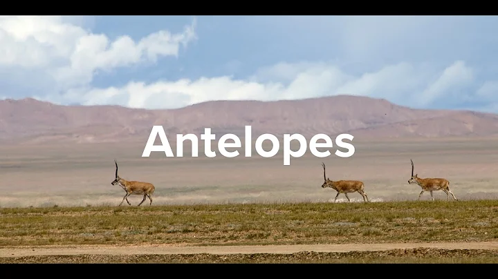 The Spirit of the Tibetan Antelope - DayDayNews