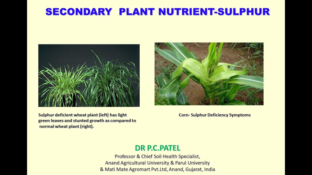SECONDARY PLANT NUTRIENT-SULPHUR-Dr. P. C. Patel