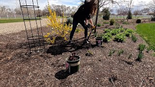 Streptocarpus Repotting & Care Tips + Planting a Lilac & Peonies! 🌸🪴🌿 // Garden Answer