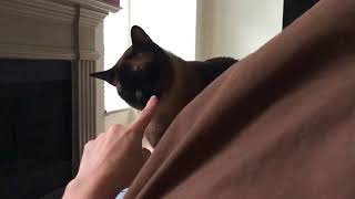 Я с ТОБОЙ еду ^..^= СИАМСКИЕ КОШКИ Я с ТОБОЙ еду ^..^= СИАМСКИЕ КОШКИ