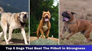 Top 5 Dogs That Beat The Pitbull In Strongness