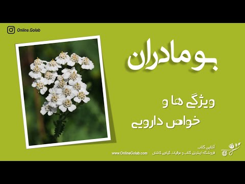 خواص درمانی گیاه بومادران