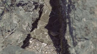 Rattlesnake On My Hike