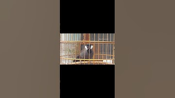 Khướu Kích Hót Bắt Cô Trói Cột - Luyện Bài Bản Đạt Giọng Hay 30