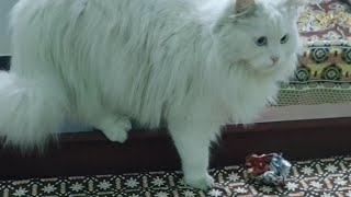 Cat playing video | Cat videos    | Cats Funny videos | Cute Cats #trending #video #viral