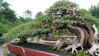 TAMARINDUS INDICA ‼️ASAM JAWA - INSPIRASI BONSAI