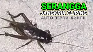 SUARA JANGKRIK CLIRING PENGUSIR TIKUS