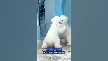 Белые медвежата. Новосибирский зоопарк