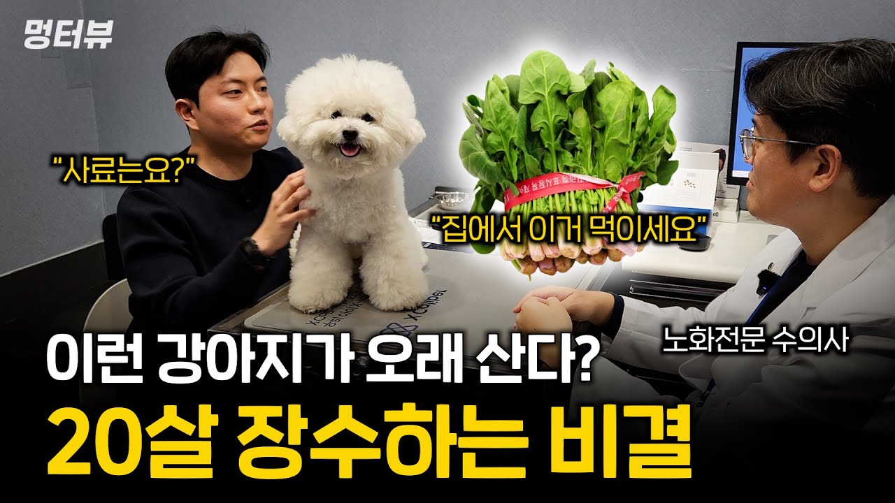 수의사가 알려주는 20살 강아지 장수비결 (제발 집에서 이렇게 해주세요) | 멍터뷰ep.65