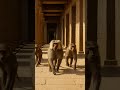 Бабуины на службе у фараонов. #история #история