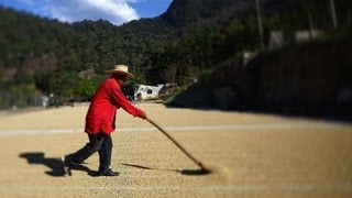 Journey Of A Specialty Coffee Bean: From Cherry To Cup