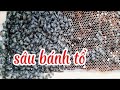 Xử Lý Đàn Ong Bị sâu | Trung Nuôi Ong.