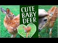 Cute Friendly Baby Deer - Fawn in N.C.