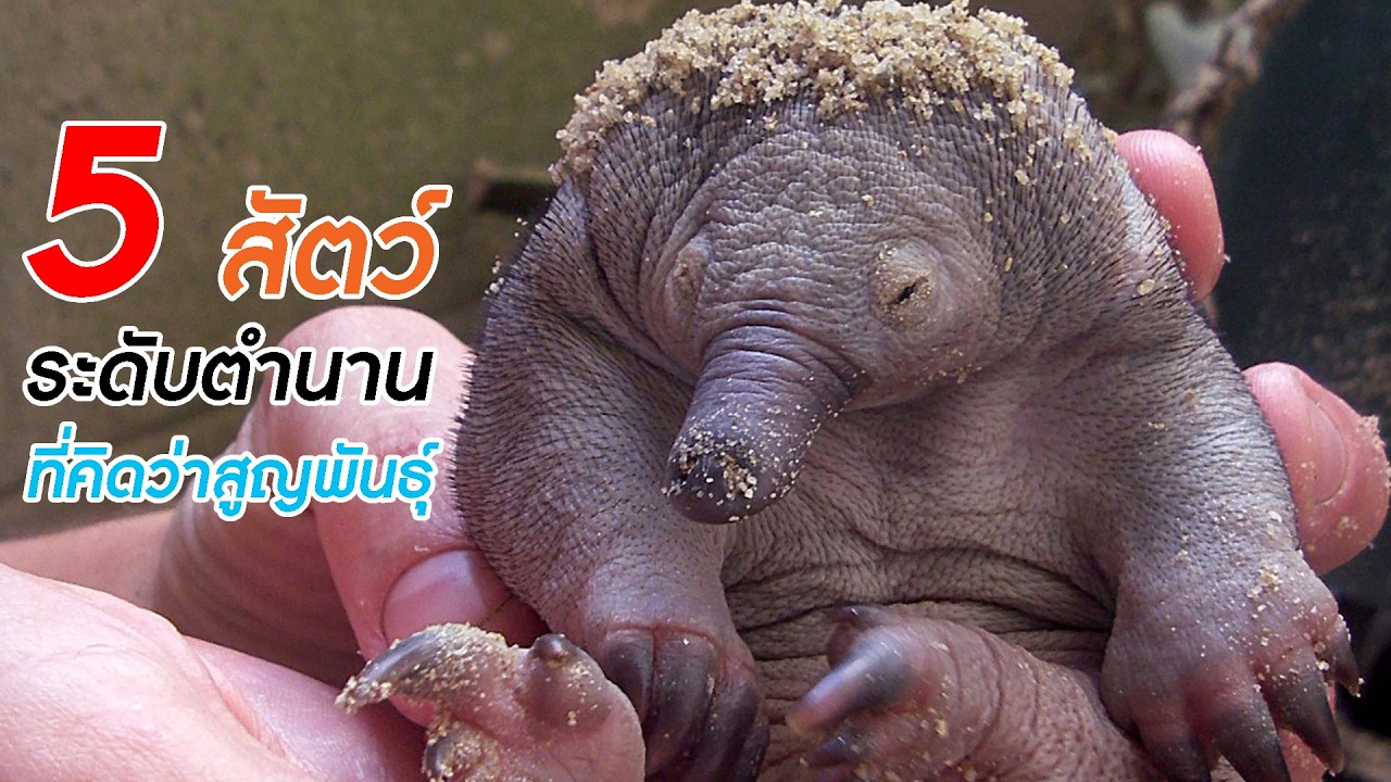 5 สัตว์ระดับตำนาน ที่รอดจากการสูญพันธุ์ แม้บางชนิดจะมีแค่ภาพถ่าย (มัดรวม)