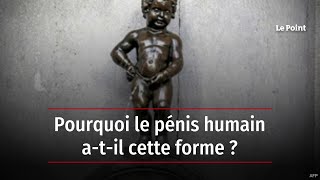 Pourquoi le pénis humain a-t-il cette forme ?