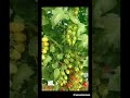 Tecnico mostra risultati in una coltivazione in serra di pomodoro datterino