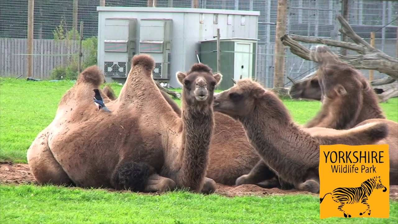 Year in Review 2015 - Yorkshire Wildlife Park - YouTube