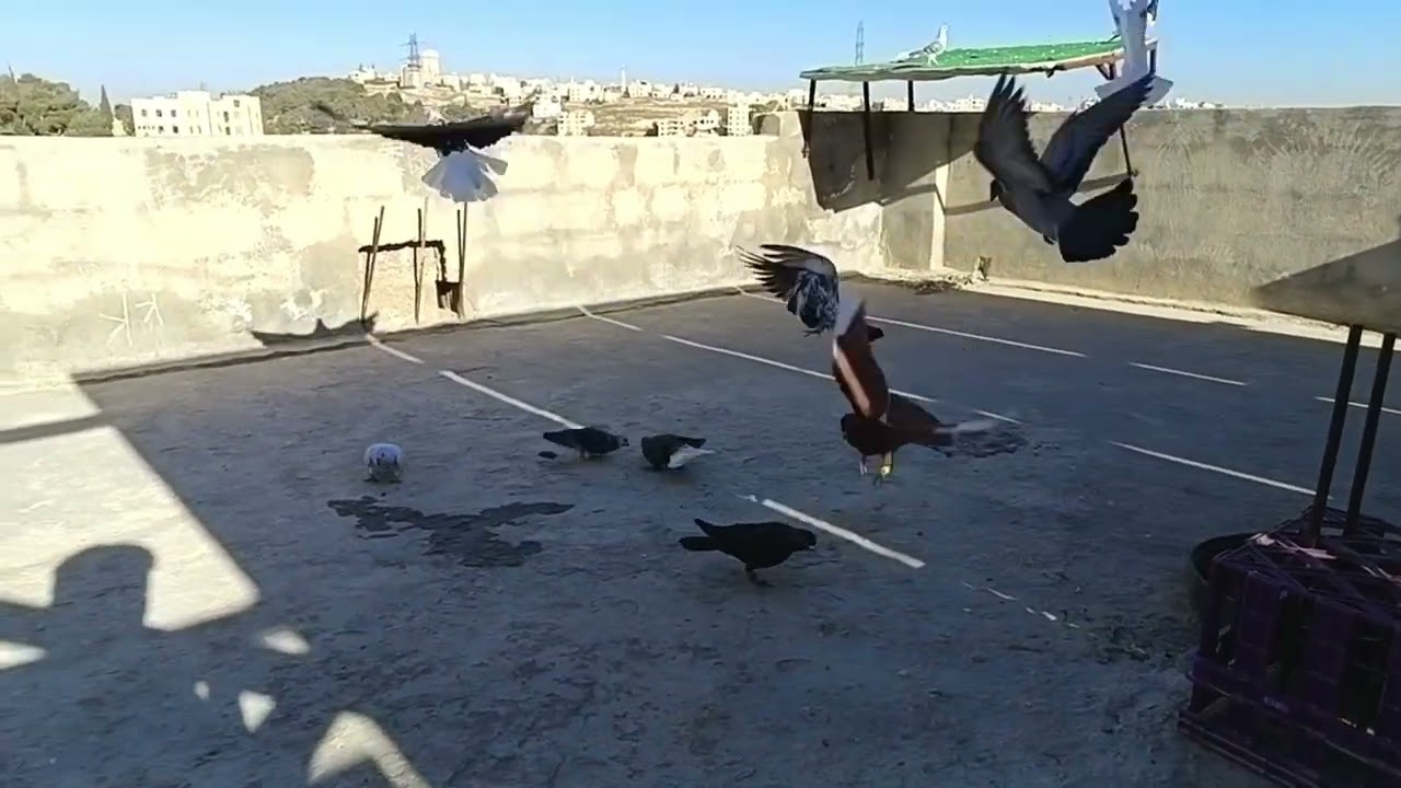 جبنا طير جديد وكشنا طير جديد 🤔 👍 