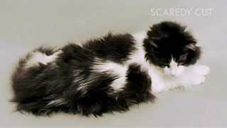 Grooming a Cat with SCAREDY CUT ® (short)