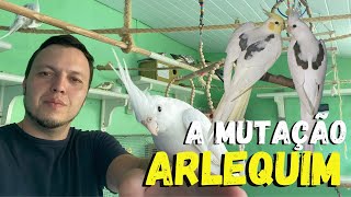 COMO TRABALHAR COM A MUTAÇÃO ARLEQUIM (CALOPSITA)